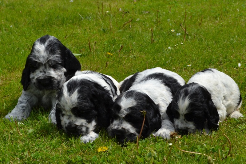 15-Chris, Chiko, Charlie, Chessy.JPG